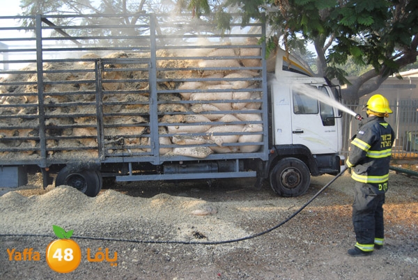 fire truck 804 (1).JPG